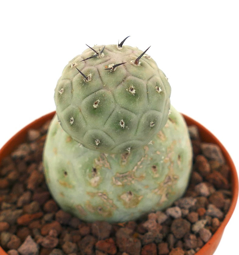 Tephrocactus geometricus sjelden saftig kaktus med to avrundede grønne segmenter og svarte pigger