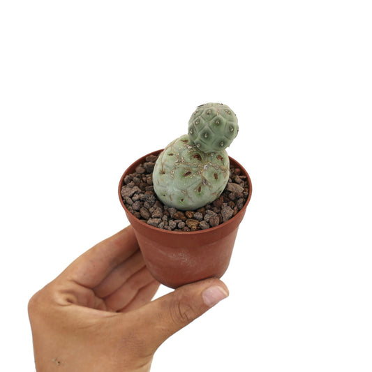 Tephrocactus geometricus piccolo cactus succulento con due segmenti verdi arrotondati in vaso
