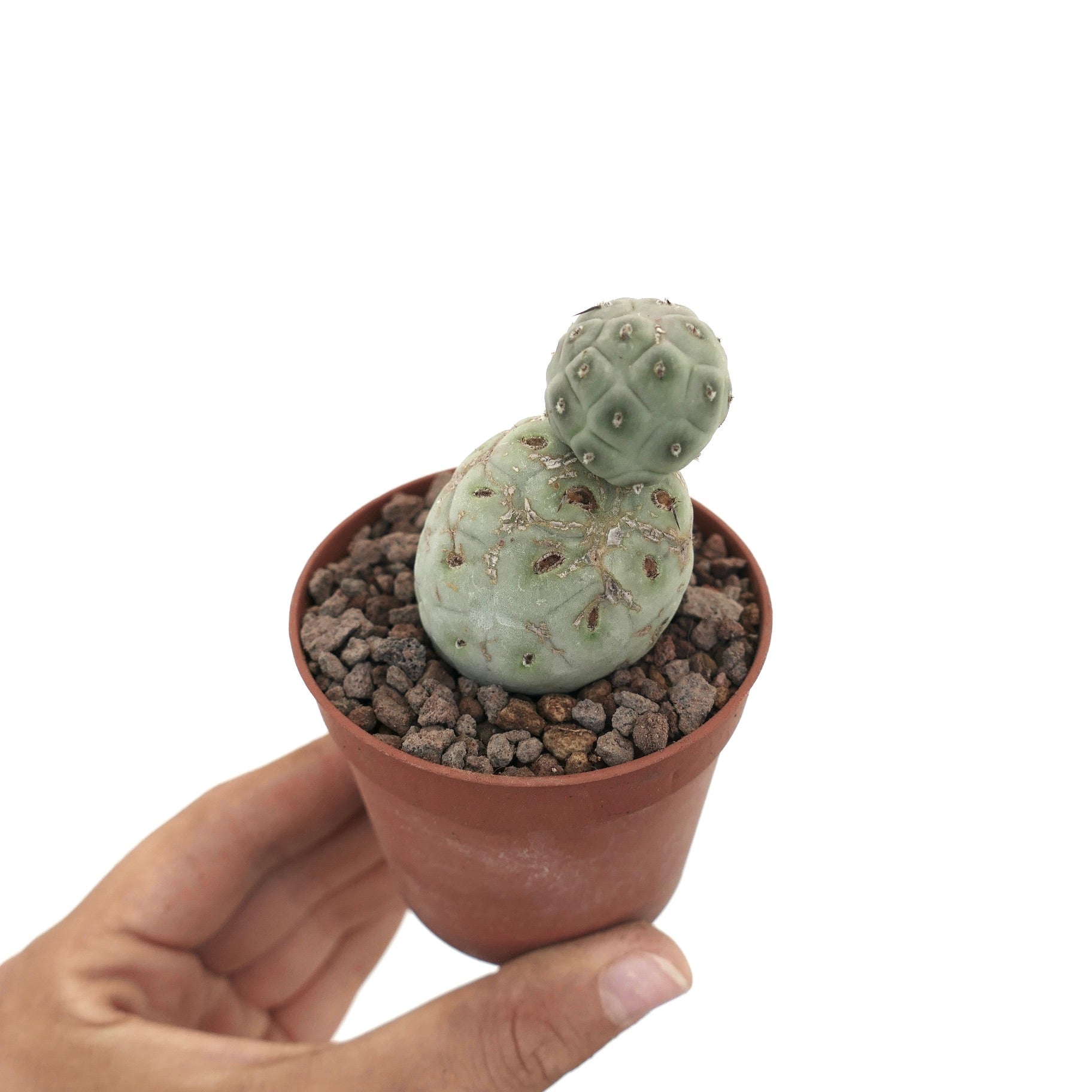 Tephrocactus geometricus raro cactus succulento con due fusti verdi arrotondati in vaso piccolo