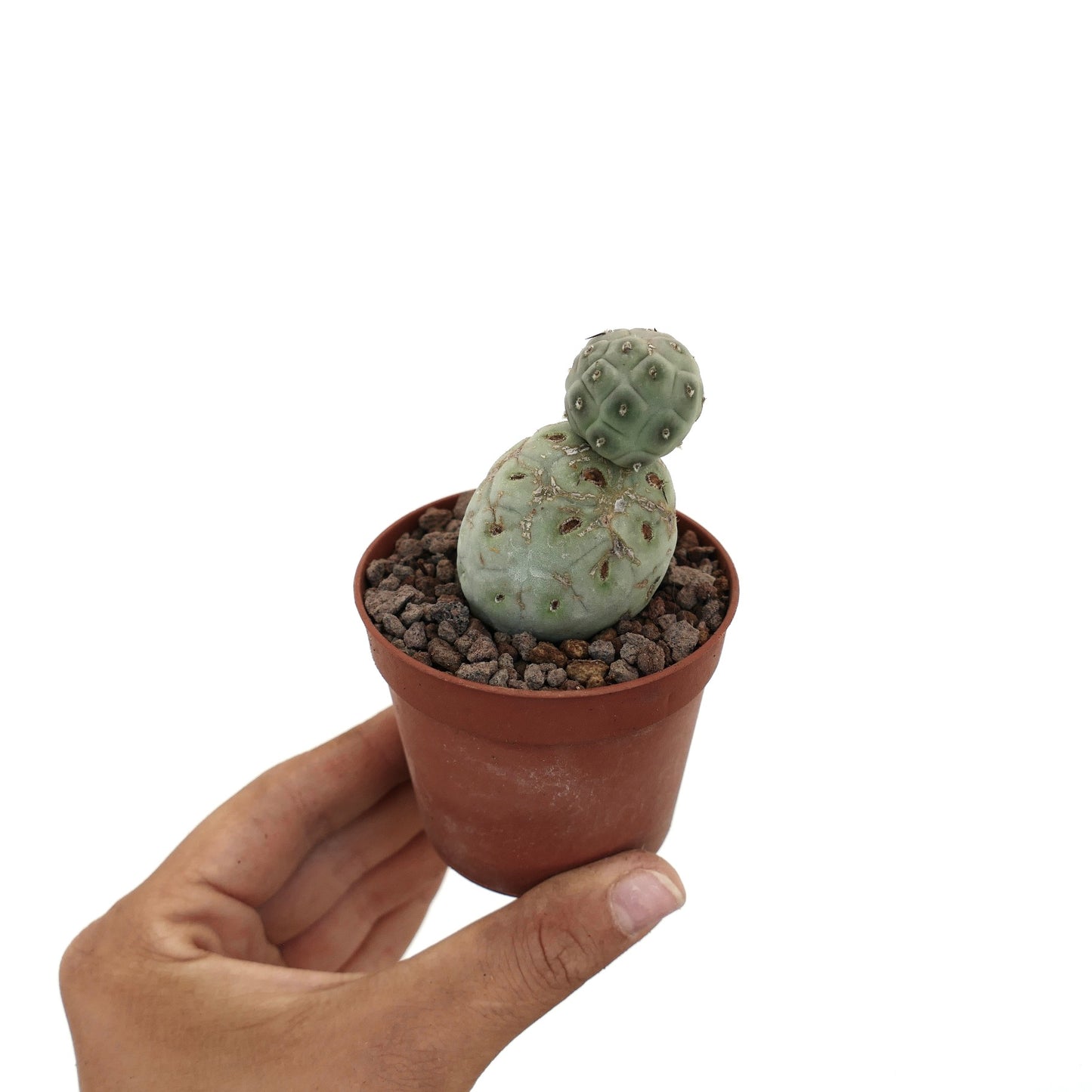 Tephrocactus geometricus, pianta grassa succulenta con due segmenti verdi arrotondati in vaso piccolo