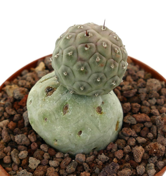 Tephrocactus geometricus raro cactus succulento con due fusti verdi arrotondati e piccole spine
