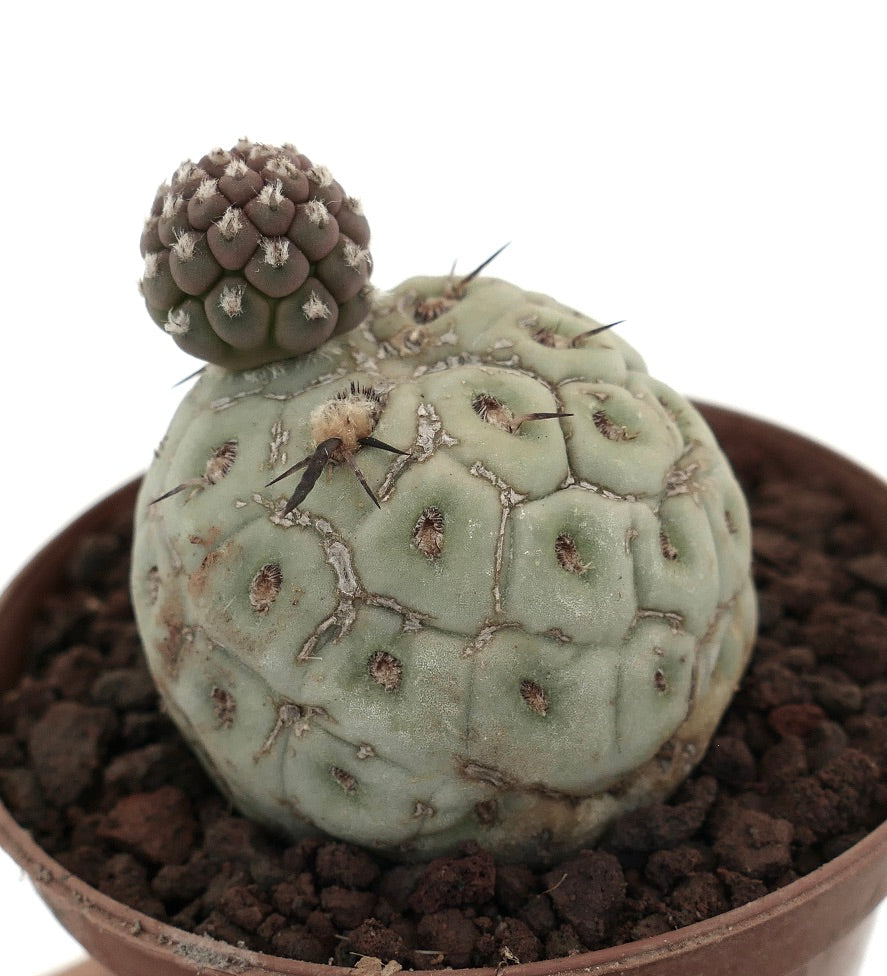 Tephrocactus geometricus | Botanical Archive | Einzigartige Kaktus-Schtze
