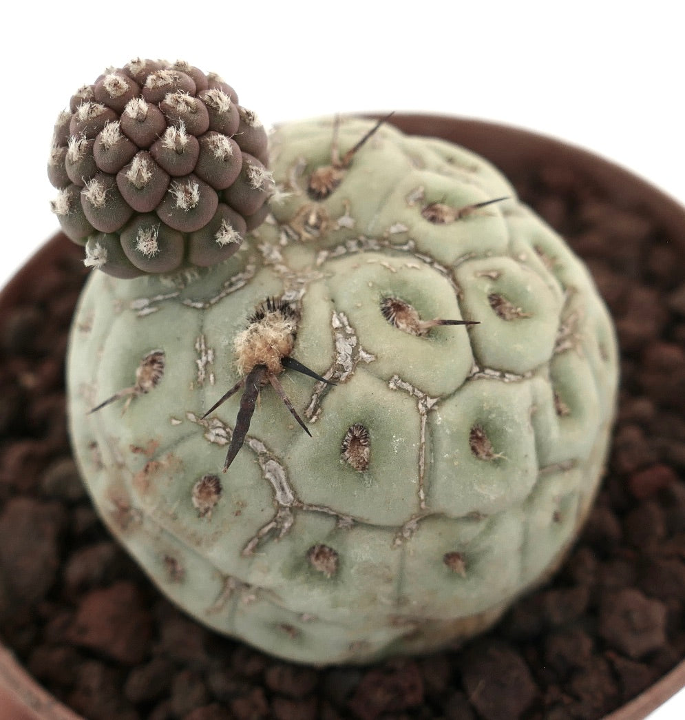 Tephrocactus geometricus sukkulent kaktus med runde segmenterte stammer og spredte torner