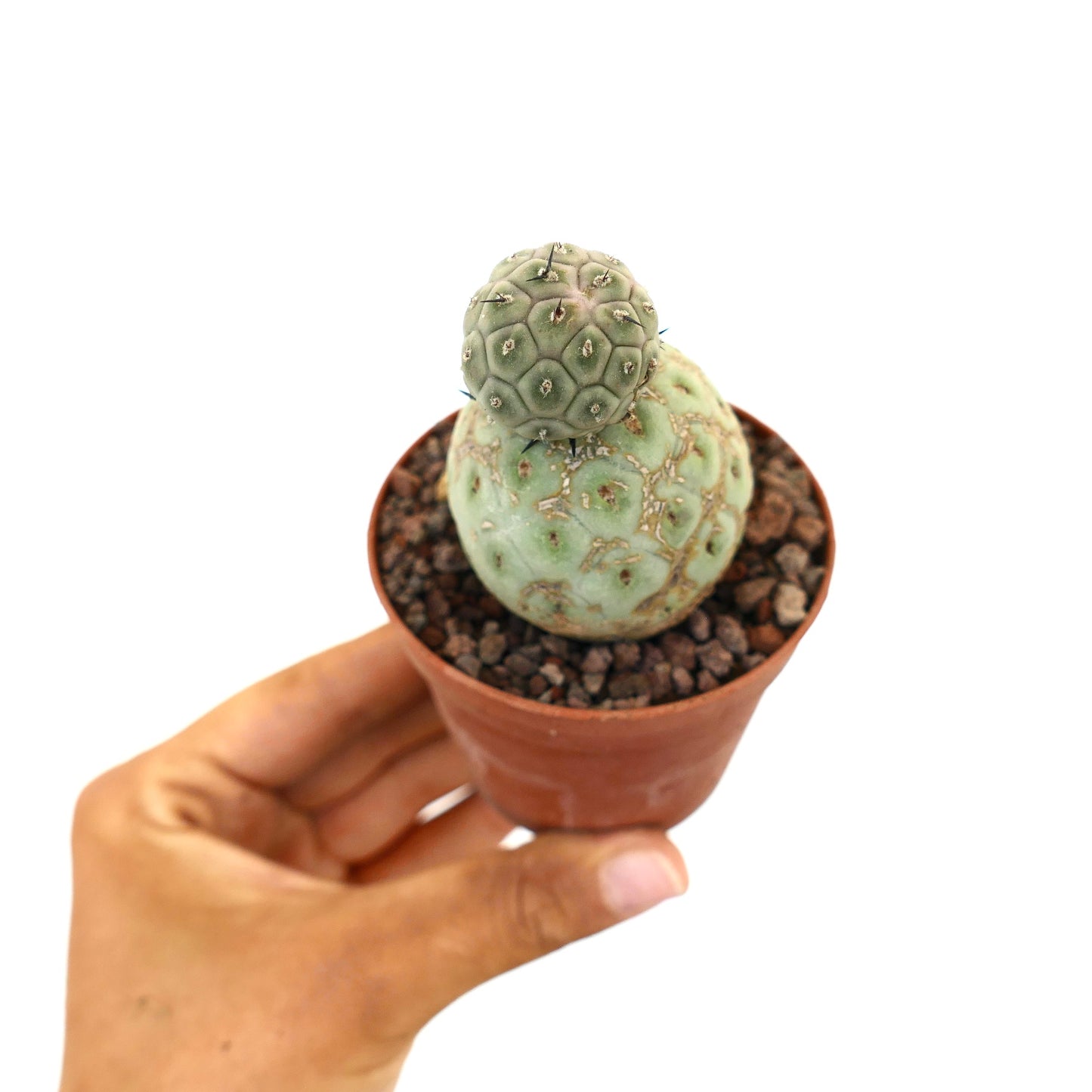 Tephrocactus geometricus piccolo cactus succulento con due segmenti arrotondati e spine nere in vaso