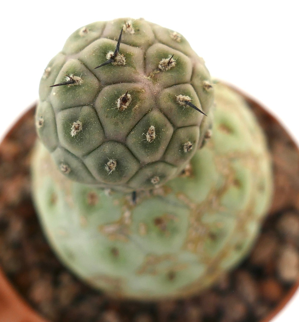 Tephrocactus geometricus raro cactus succulento con due fusti globulari e spine nere