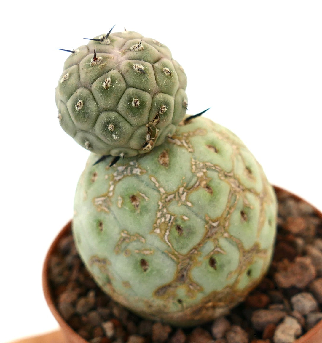 Tephrocactus geometricus raro cactus succulento con due steli arrotondati e spine nere