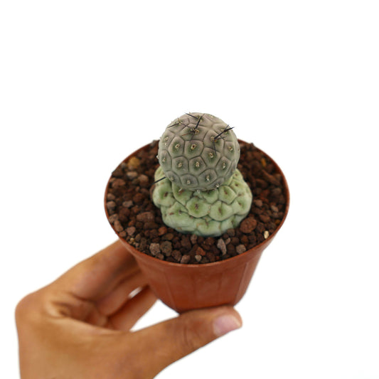 Tephrocactus geometricus piccolo cactus succulento con due fusti arrotondati e spine nere in vaso