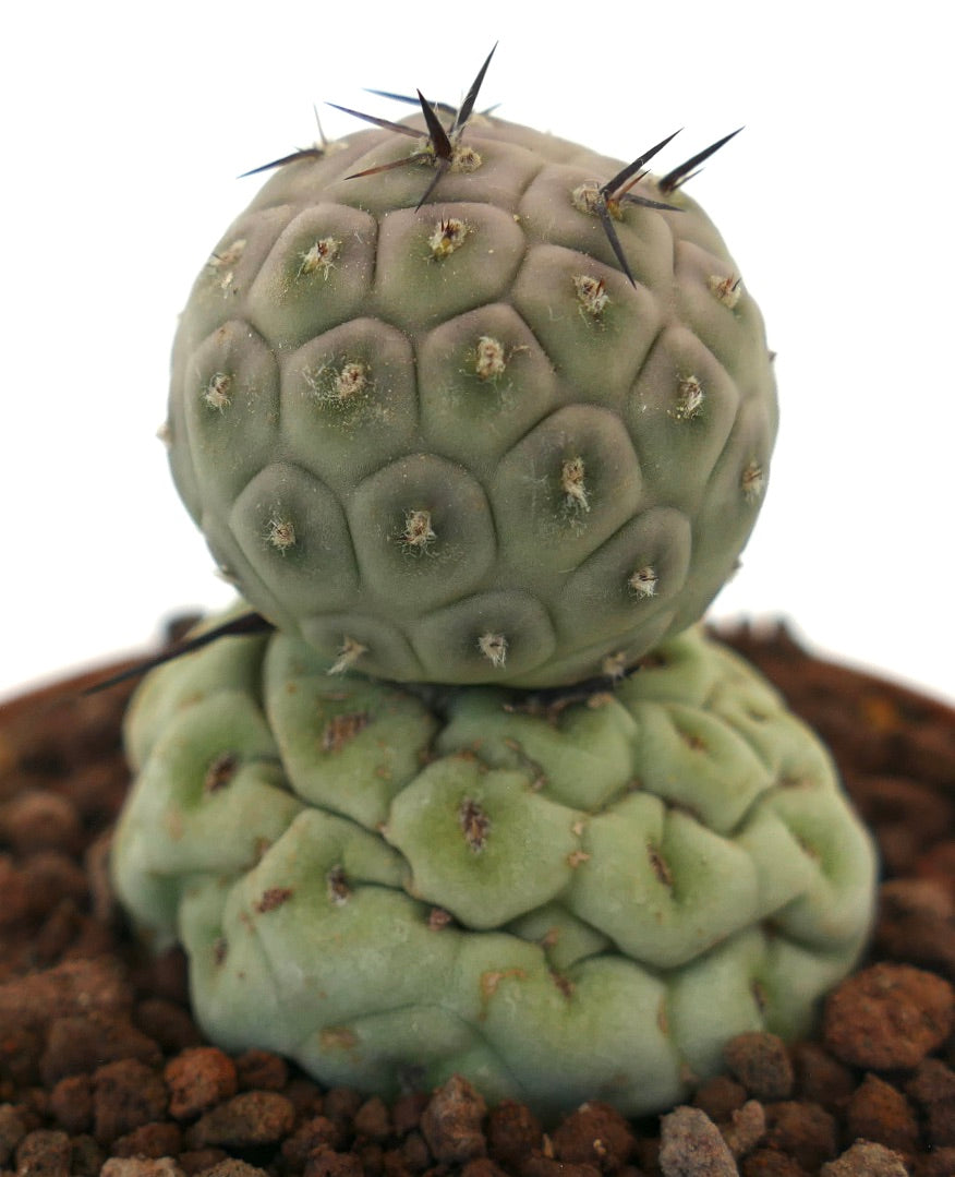 Tephrocactus geometricus raro cactus succulento con due fusti arrotondati e spine nere