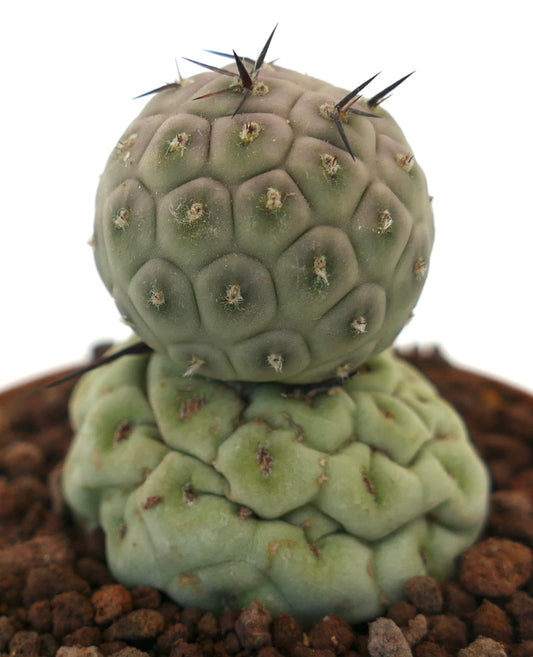 Tephrocactus geometricus raro cactus succulento con due fusti arrotondati e spine nere