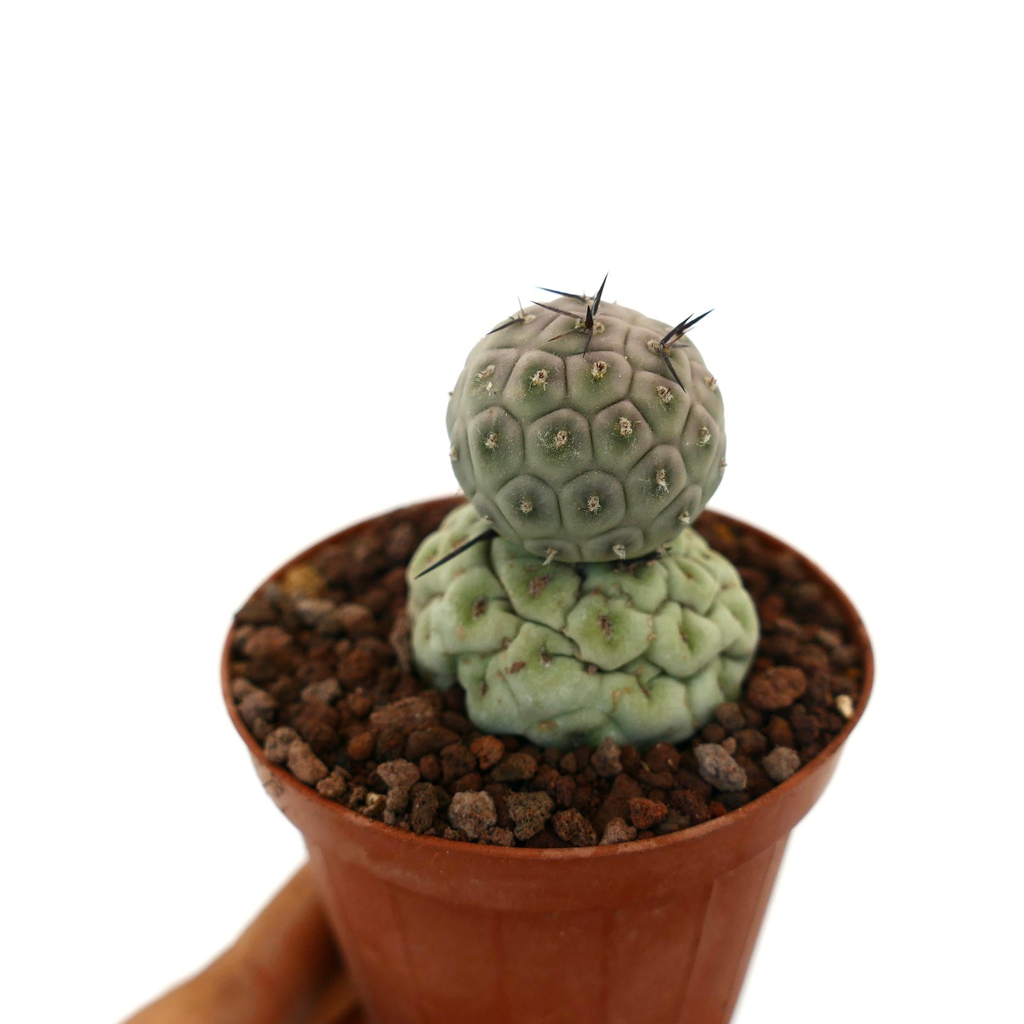 Tephrocactus geometricus cactus succulento con due fusti globulari e spine nere in vaso