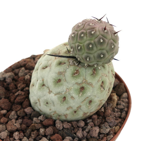 Tephrocactus geometricus, cactus succulento con due fusti arrotondati e spine nere in vaso