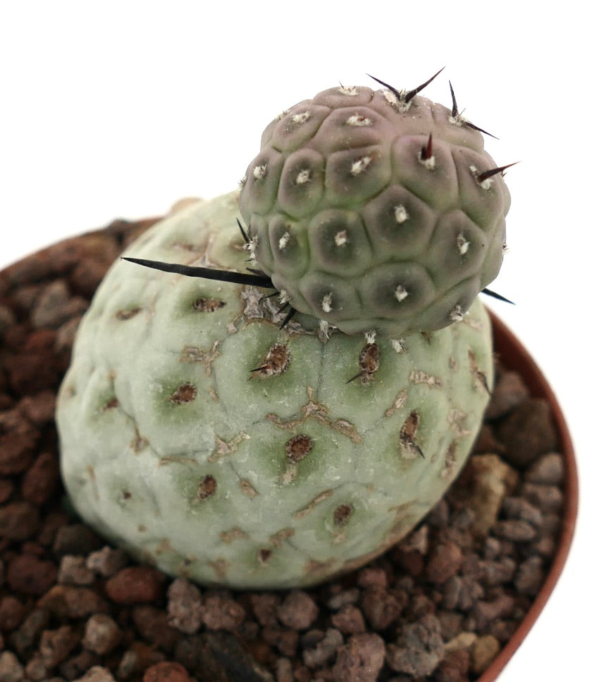 Tephrocactus geometricus sukkulent kaktus med to runde stammer og svarte torner i potte