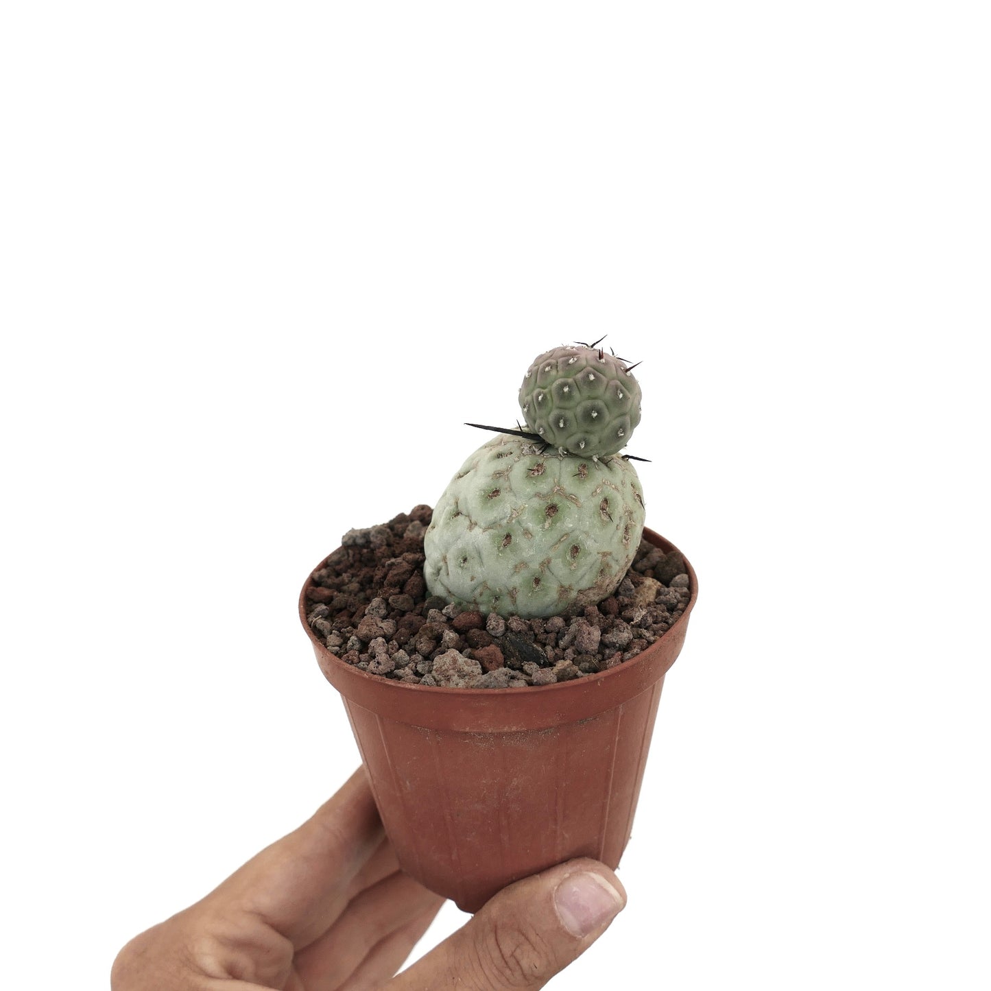 Tephrocactus geometricus sjelden sukkulent kaktus med to avrundede segmenter og svarte torner i potte