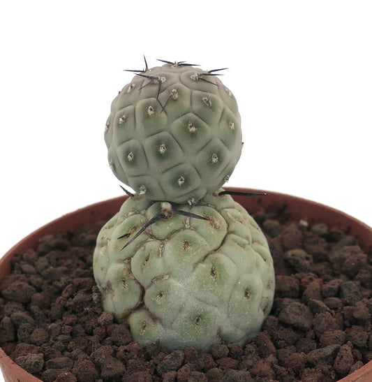 Tephrocactus geometricus raro cactus succulento con due fusti arrotondati e spine nere