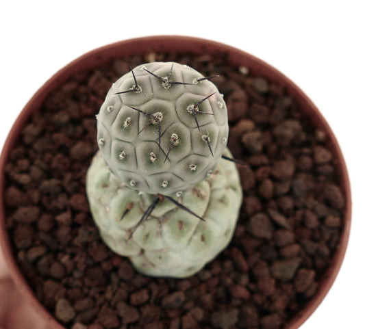 Tephrocactus geometricus raro cactus succulento con due steli globulari e spine nere in vaso