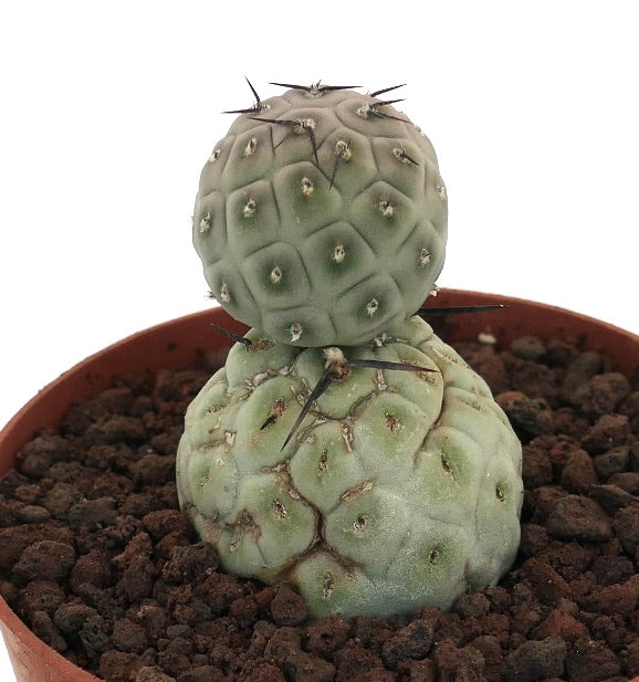 Tephrocactus geometricus | Botanical Archive | ユニークなサボテン