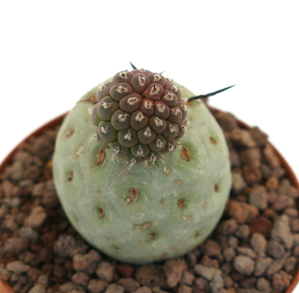 Tephrocactus geometricus sjelden saftig kaktus med to avrundede stammer og lange torner
