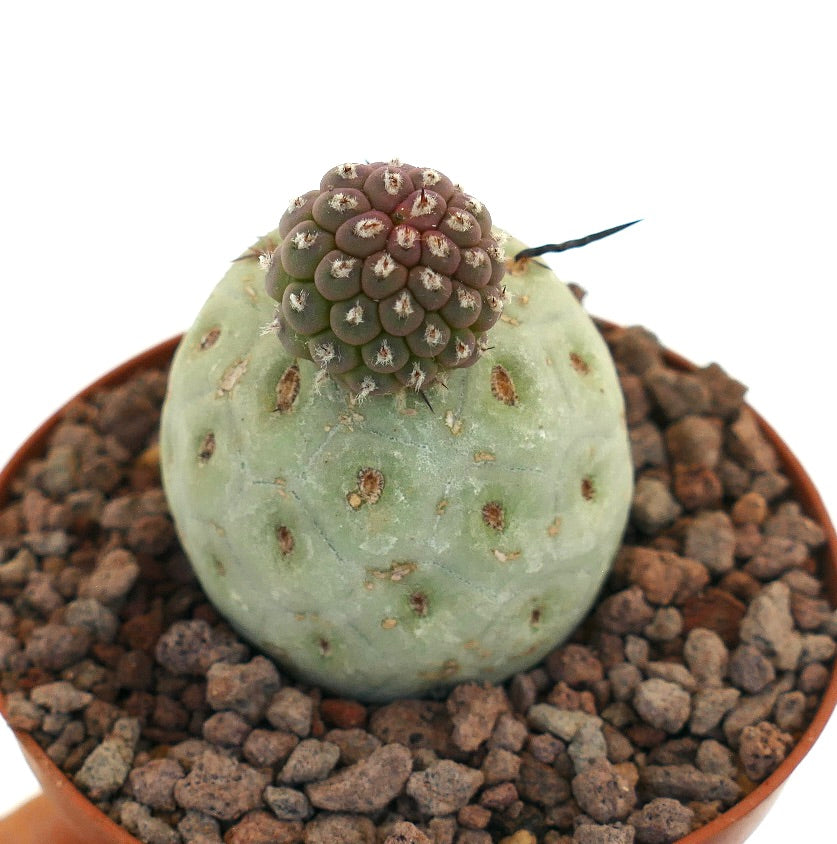Tephrocactus geometricus sjelden sukkulent kaktus med avrundede segmenter og lange mørke pigger