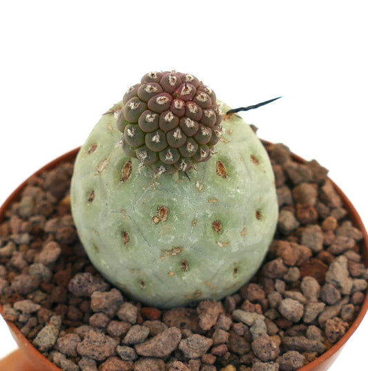 Tephrocactus geometricus sjelden sukkulent kaktus med avrundede segmenter og lange mørke pigger