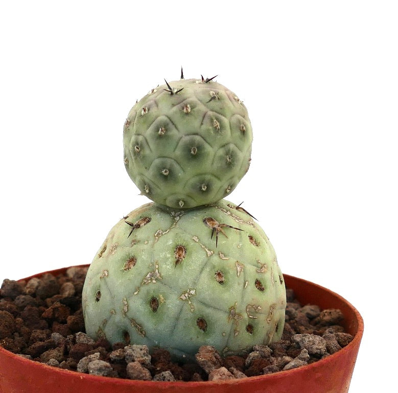 Tephrocactus geometricus raro cactus succulento con due fusti arrotondati e spine corte