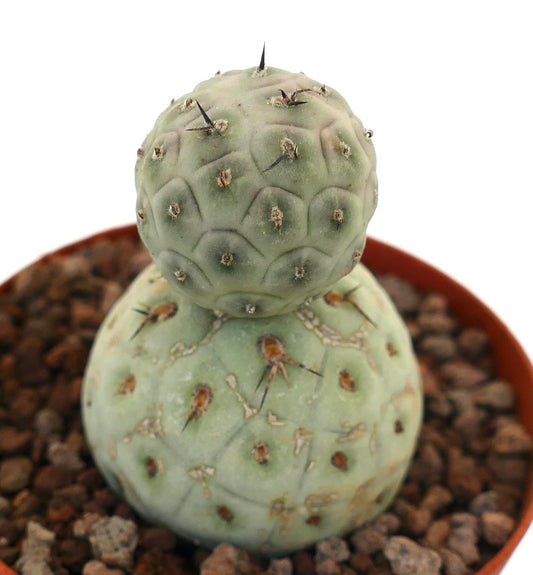 Tephrocactus geometricus sjelden sukkulent kaktus med to kuleformede stammer og korte torner