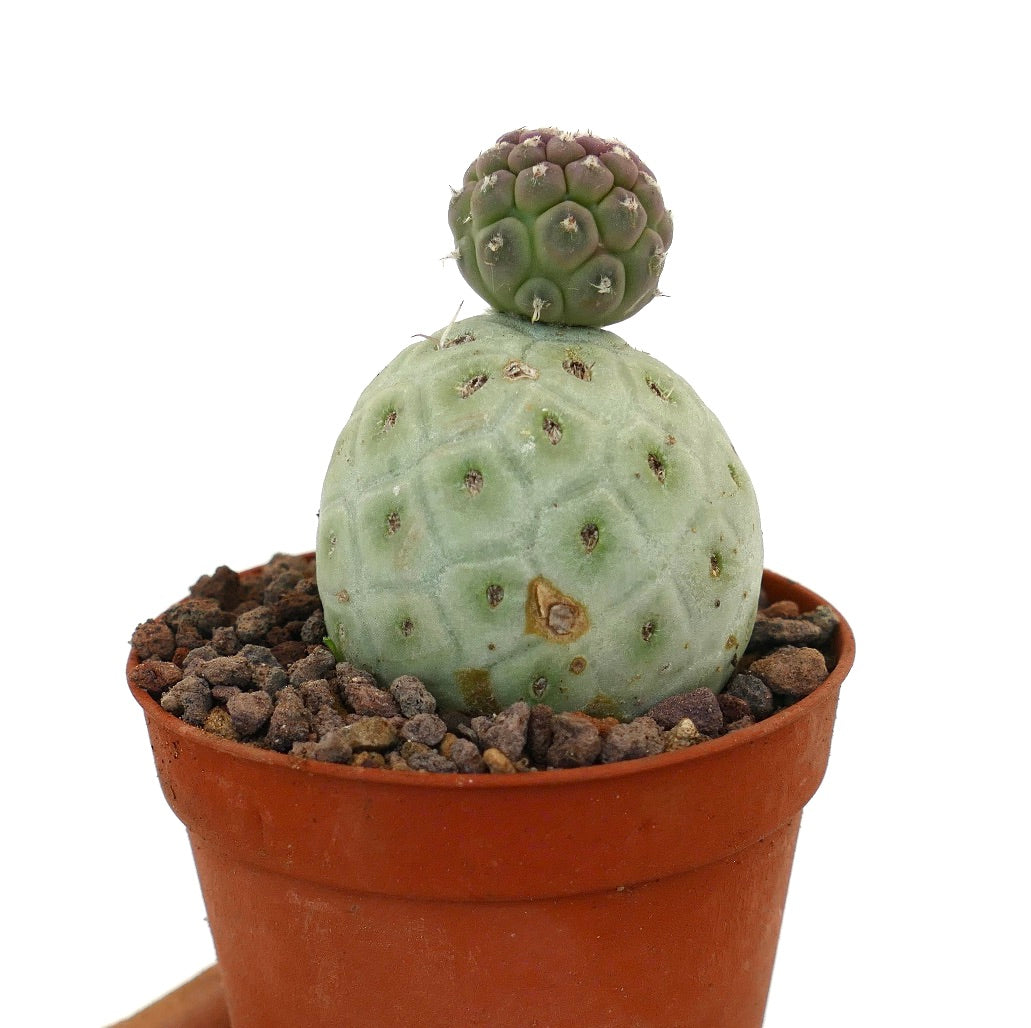Tephrocactus geometricus raro cactus succulento con due fusti verdi arrotondati e piccole spine bianche