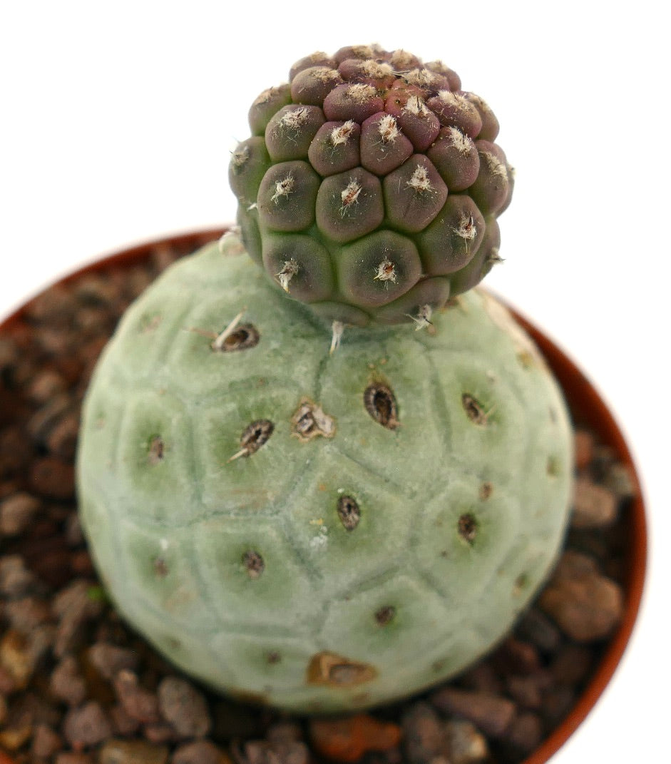 Tephrocactus geometricus, cactus succulento con fusto segmentato rotondo verde e viola e spine bianche