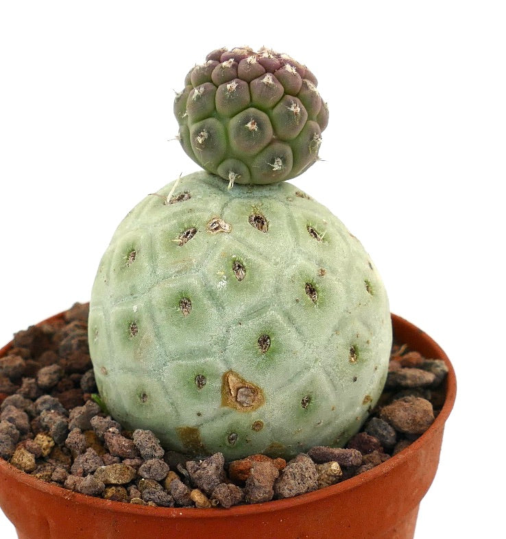 Tephrocactus geometricus raro cactus succulento con due segmenti arrotondati e spine bianche in vaso