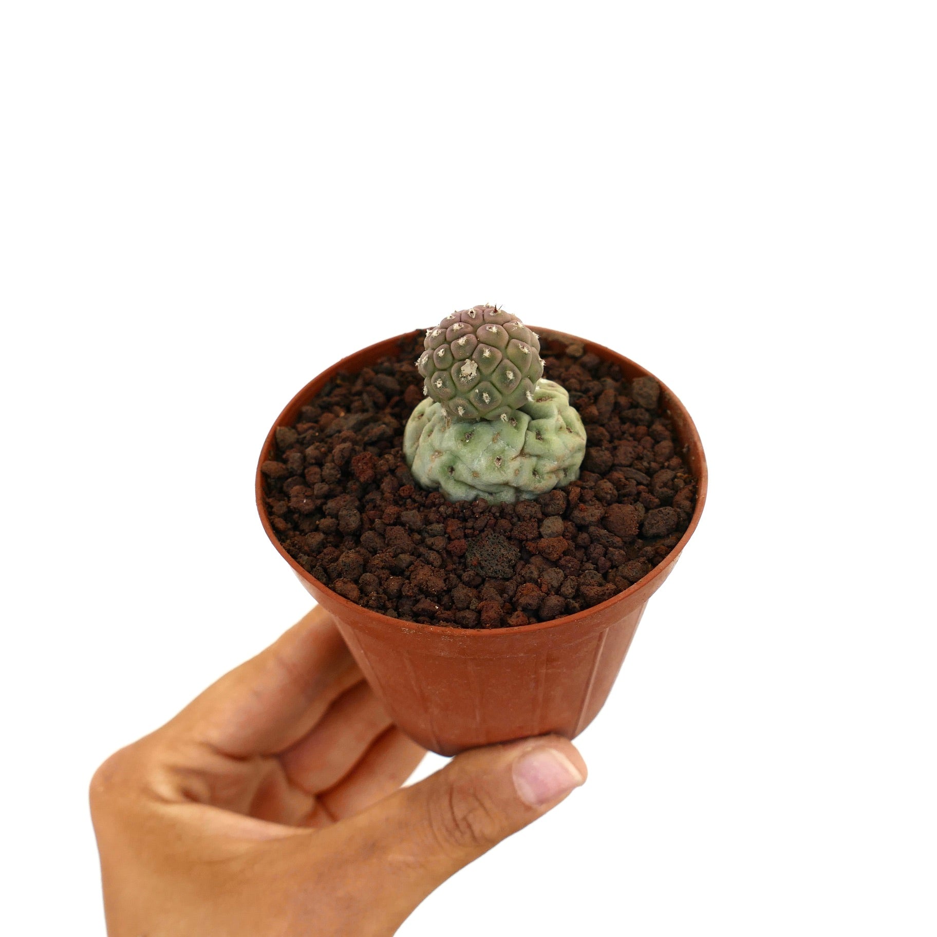 Tephrocactus geometricus piccolo raro cactus succulento con due segmenti arrotondati in vaso