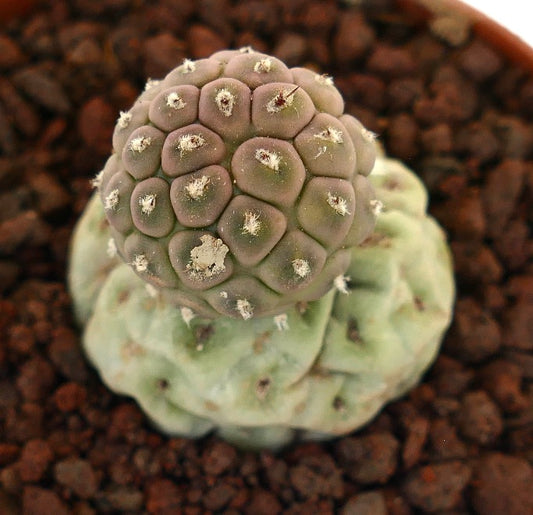 Tephrocactus geometricus, cactus succulento con tubercoli arrotondati e piccole spine bianche