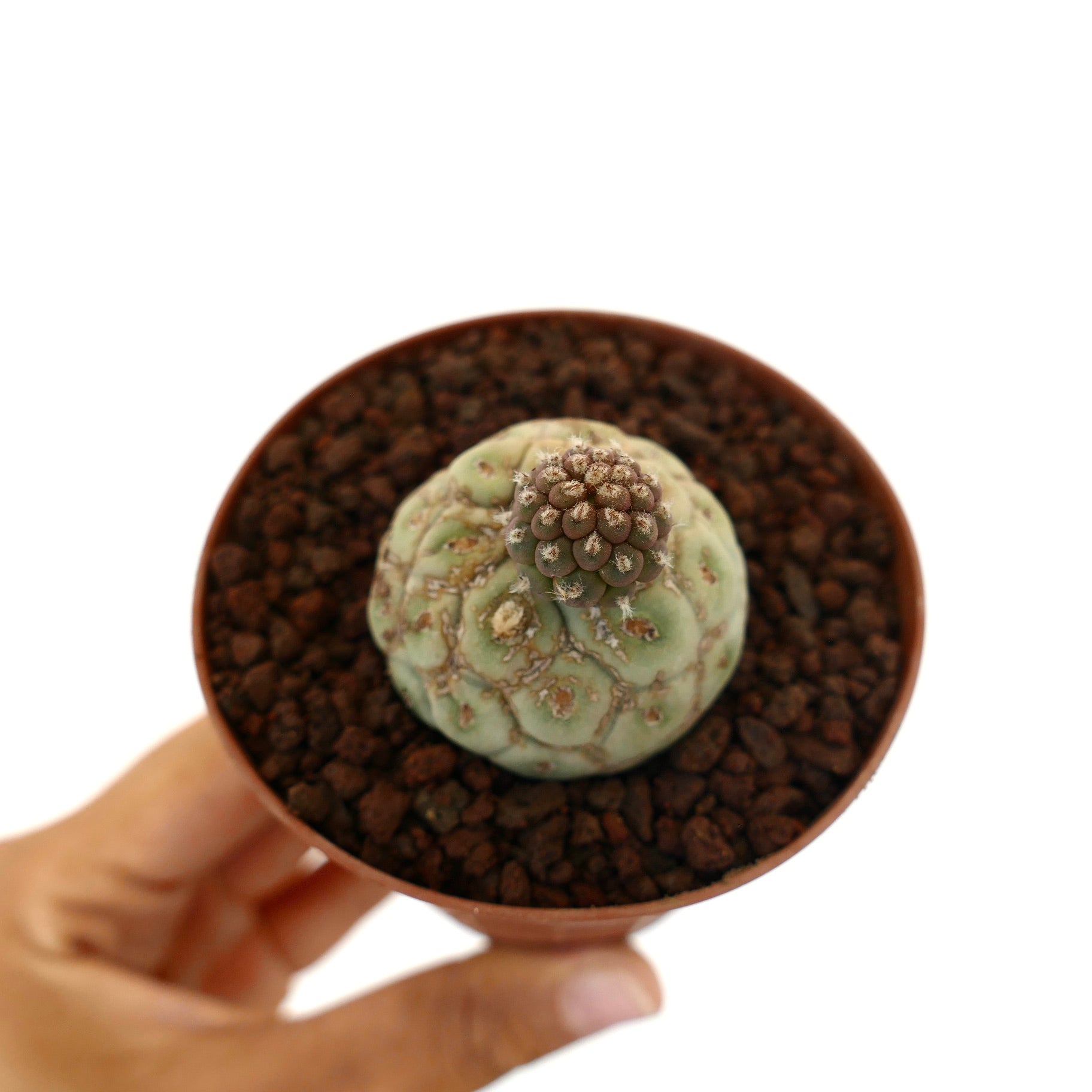 Tephrocactus geometricus liten sukkulent kaktus med avrundet segmentert vekst og strukturert overflate