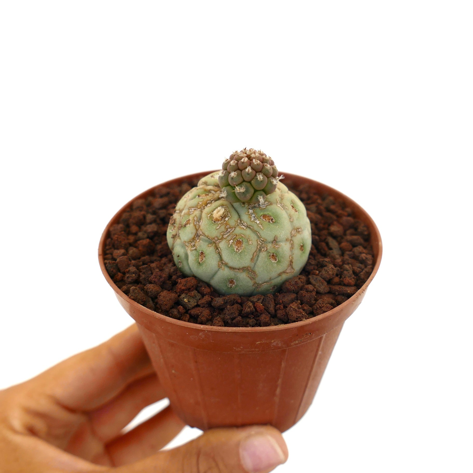 Tephrocactus geometricus sjelden sukkulent kaktus med avrundet segmentert vekst i liten potte