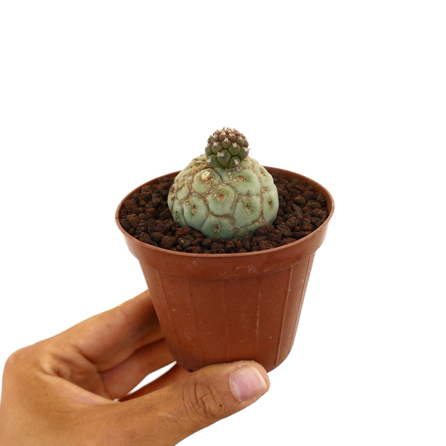 Tephrocactus geometricus sjelden sukkulent kaktus med to avrundede grønne segmenter i liten potte