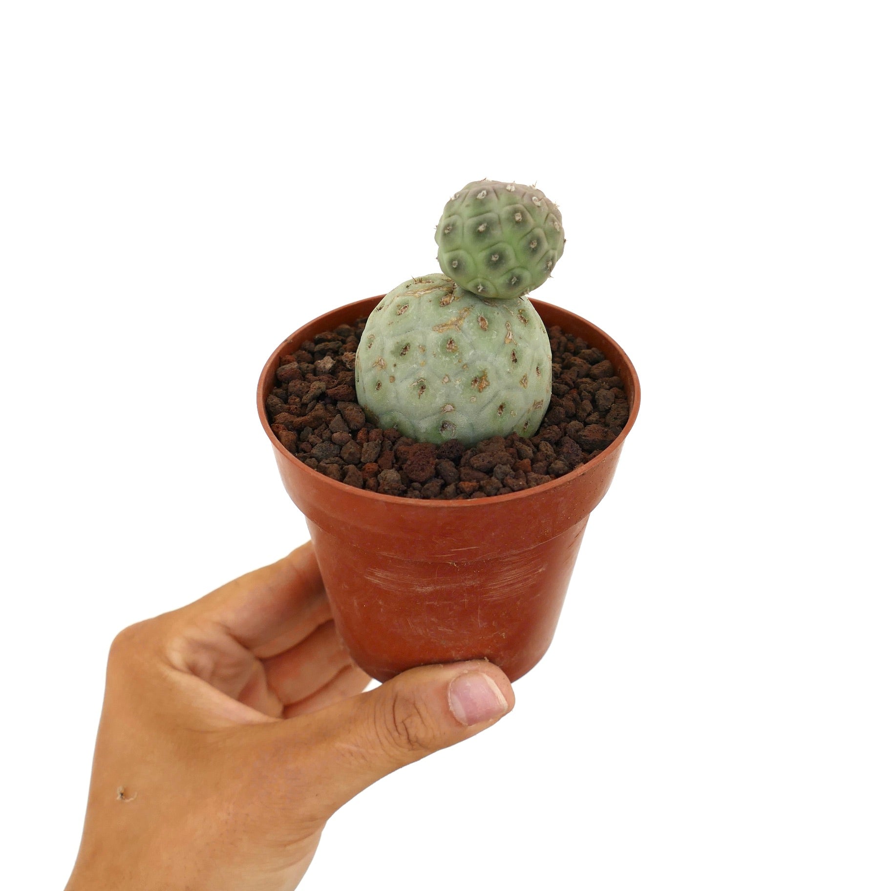 Tephrocactus geometricus small succulent cactus with two rounded green segments in pot