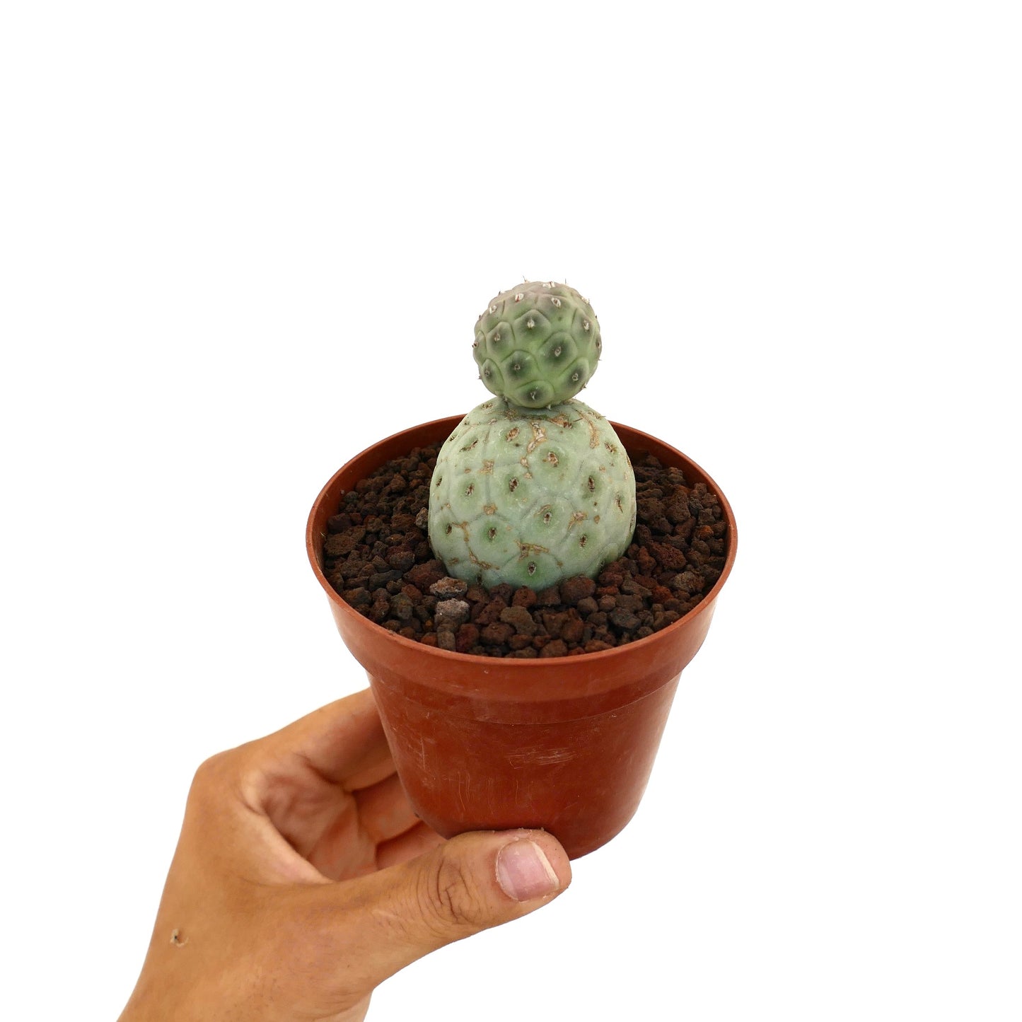 Tephrocactus geometricus succulent cactus with two rounded pale green segments in small pot