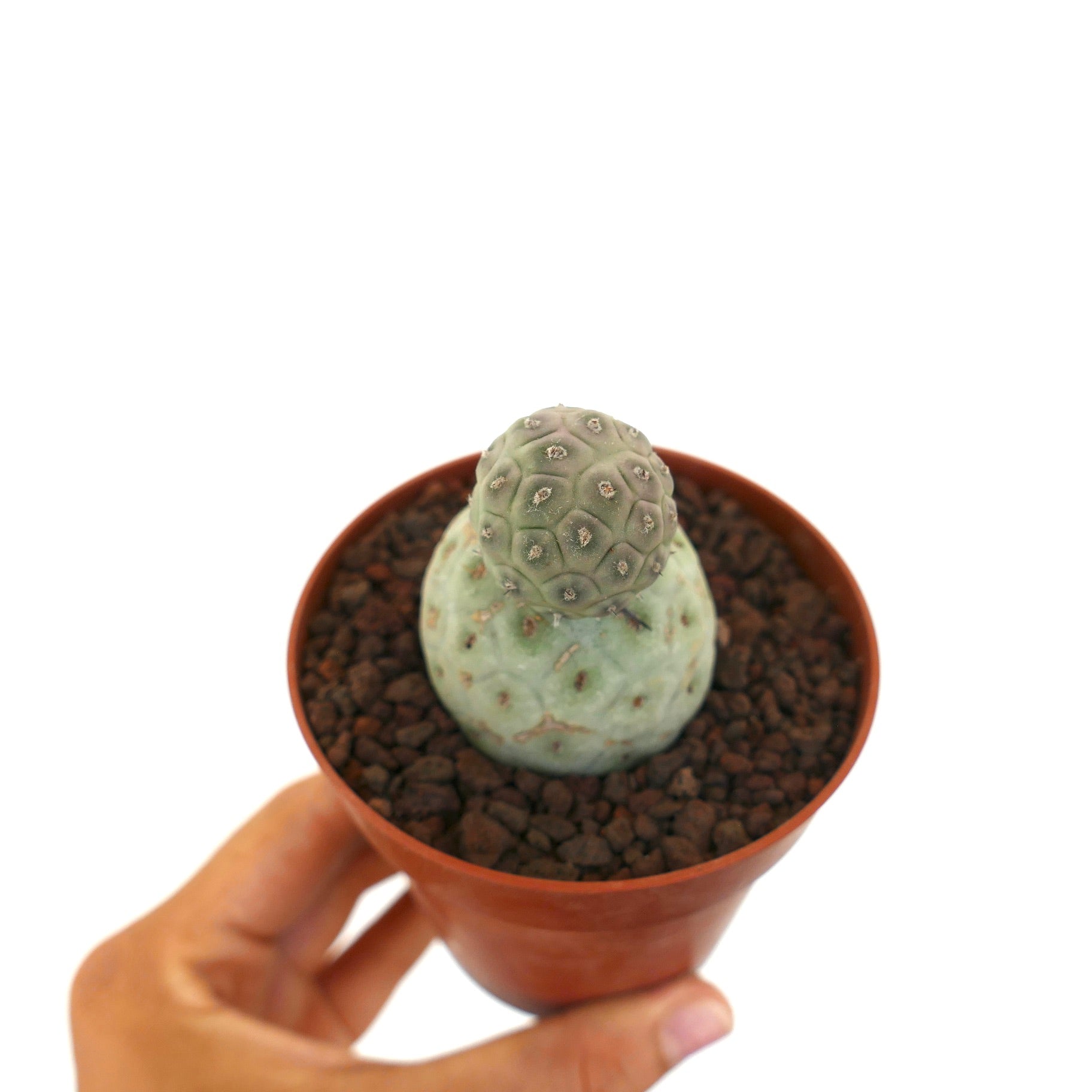 Tephrocactus geometricus rare succulent cactus with two globular green segments in pot