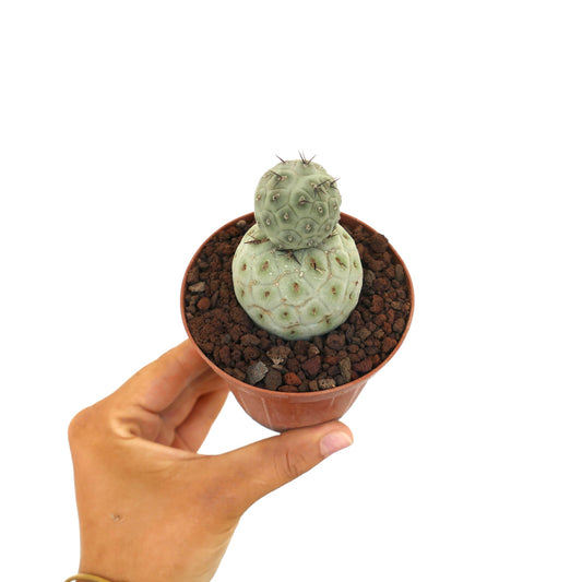 Tephrocactus geometricus sjelden sukkulent kaktus med to avrundede stammer og svarte torner