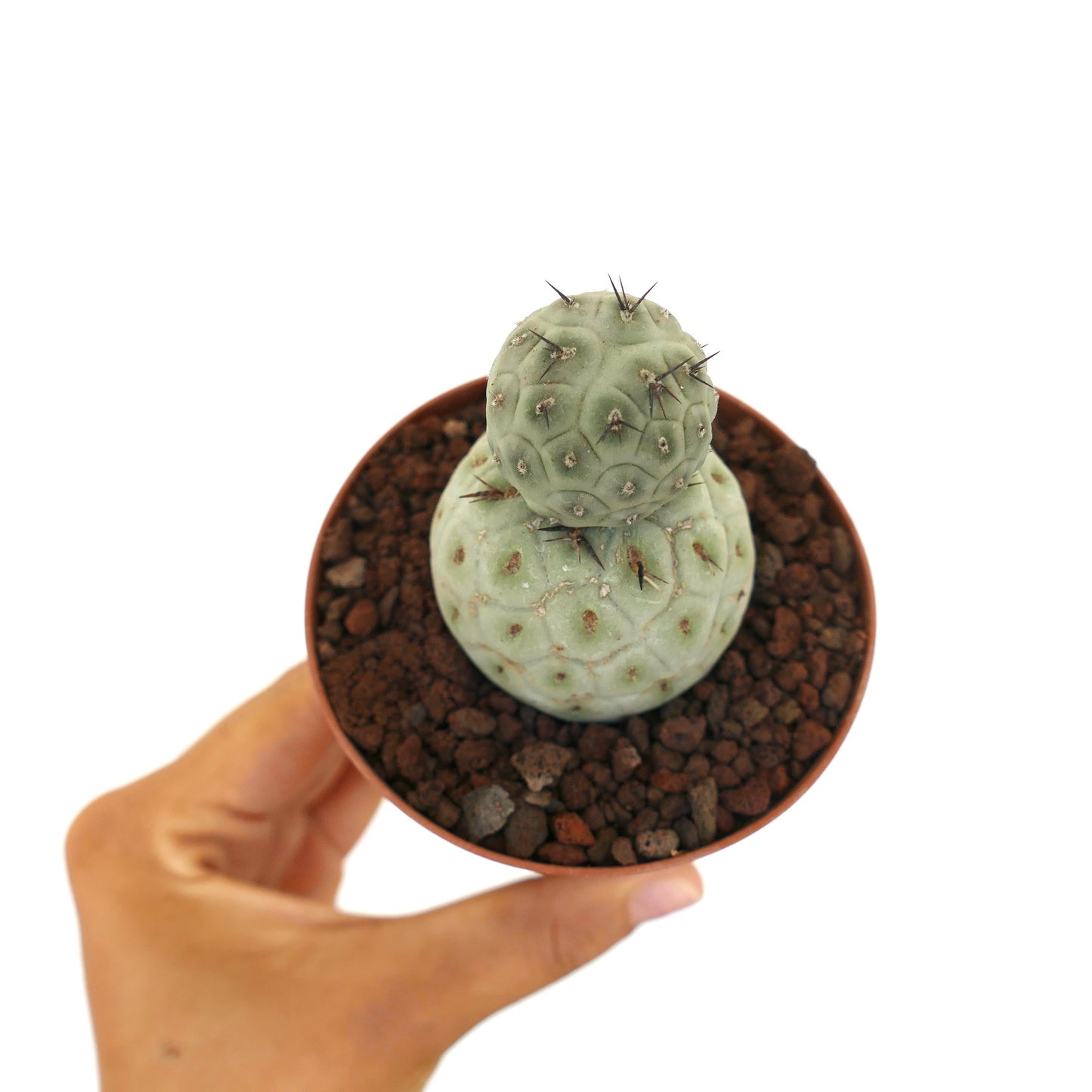 Tephrocactus geometricus sjelden sukkulent kaktus med to avrundede segmenter og svarte torner i potte