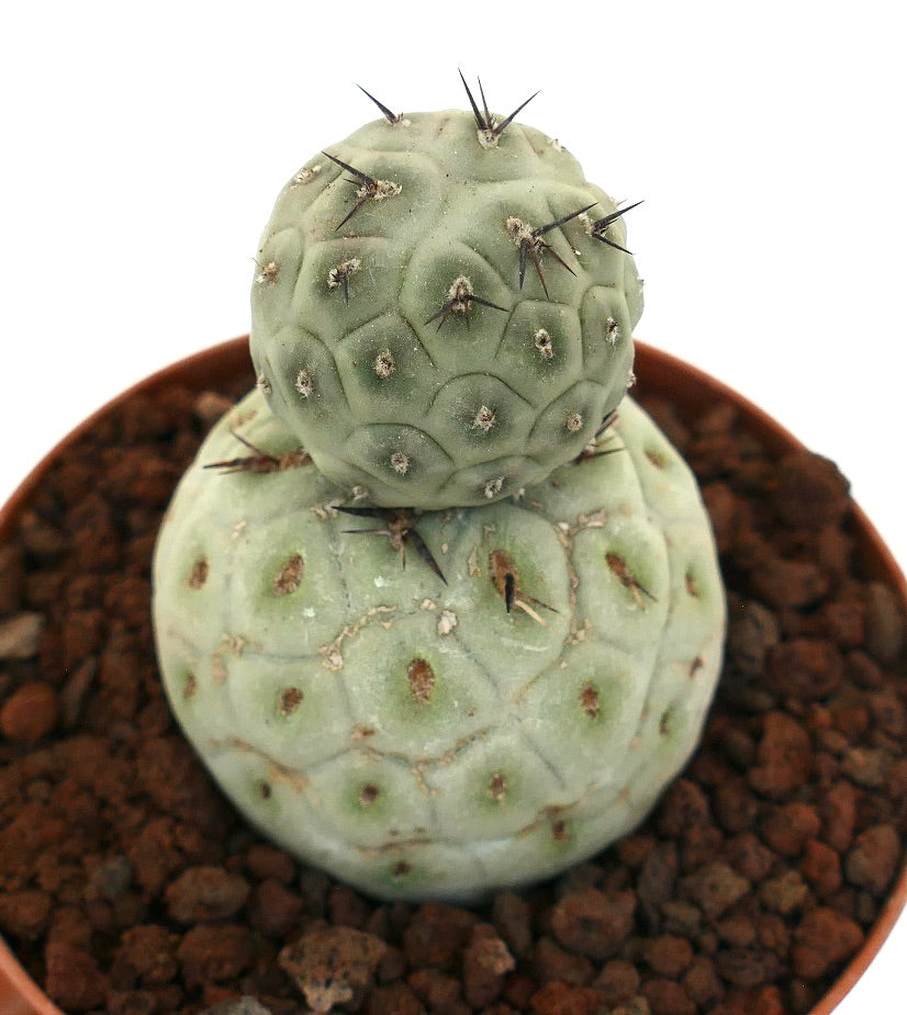 Tephrocactus geometricus sukkulent kaktus med to avrundede stammer og skarpe svarte torner