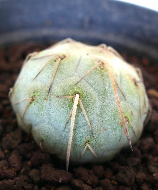 Tephrocactus geometricus WHITE SPINES