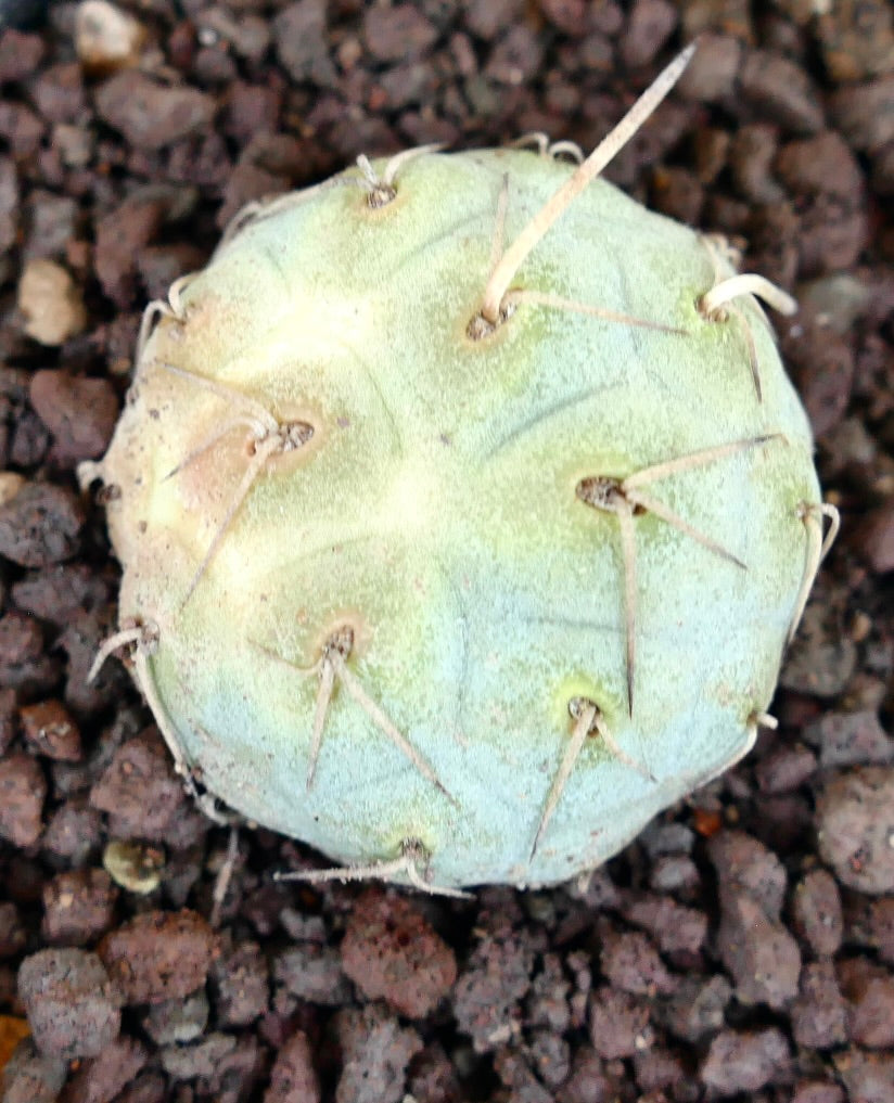 Tephrocactus geometricus WHITE SPINES