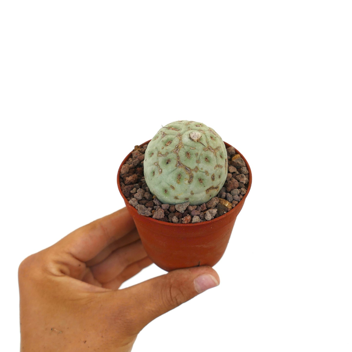 Tephrocactus geometricus small round succulent cactus with brown markings in pot