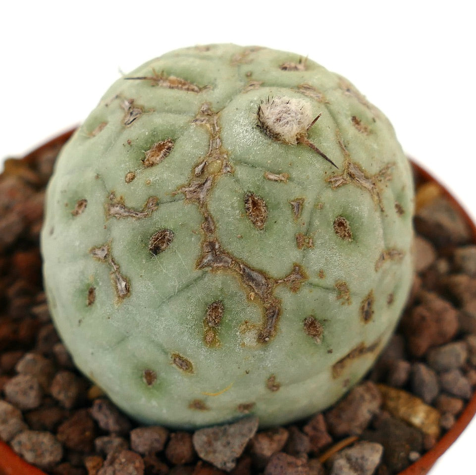 Tephrocactus geometricus rare succulent cactus with rounded shape and brown textured marks