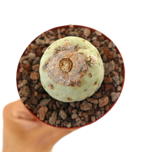 Tephrocactus geometricus sjelden saftig kaktus med rund form og brune teksturerte merker