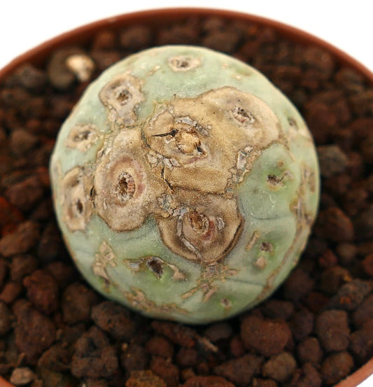 Tephrocactus geometricus sjelden saftig kaktus med rund form og brune teksturerte merker
