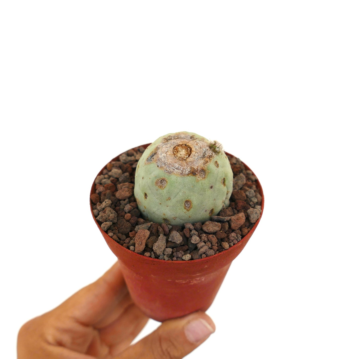 Tephrocactus geometricus small succulent cactus with round shape and brown spots in pot