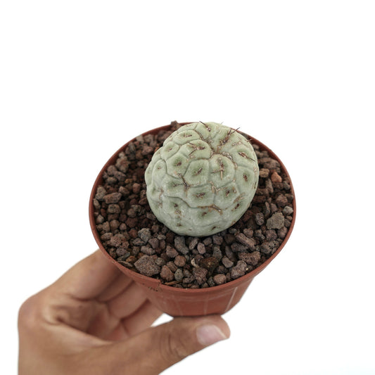 Tephrocactus geometricus liten sjelden sukkulent kaktus med avrundet segmentert grågrønt skall