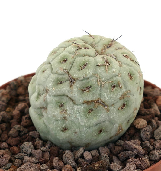 Tephrocactus geometricus sjelden sukkulent kaktus med runde geometriske segmenter og spredte pigger