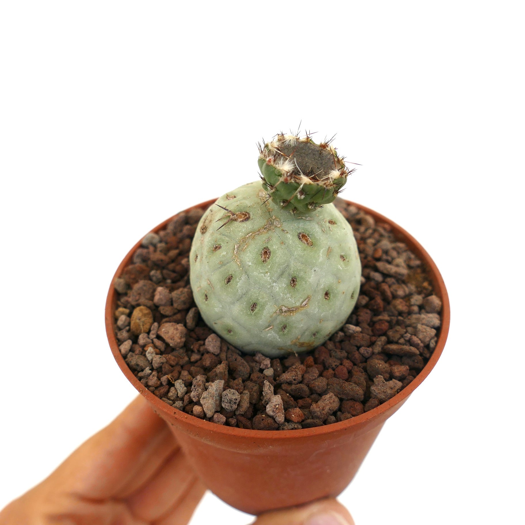 Tephrocactus geometricus, cactus succulente rare avec tiges segmentées arrondies et épines en pot