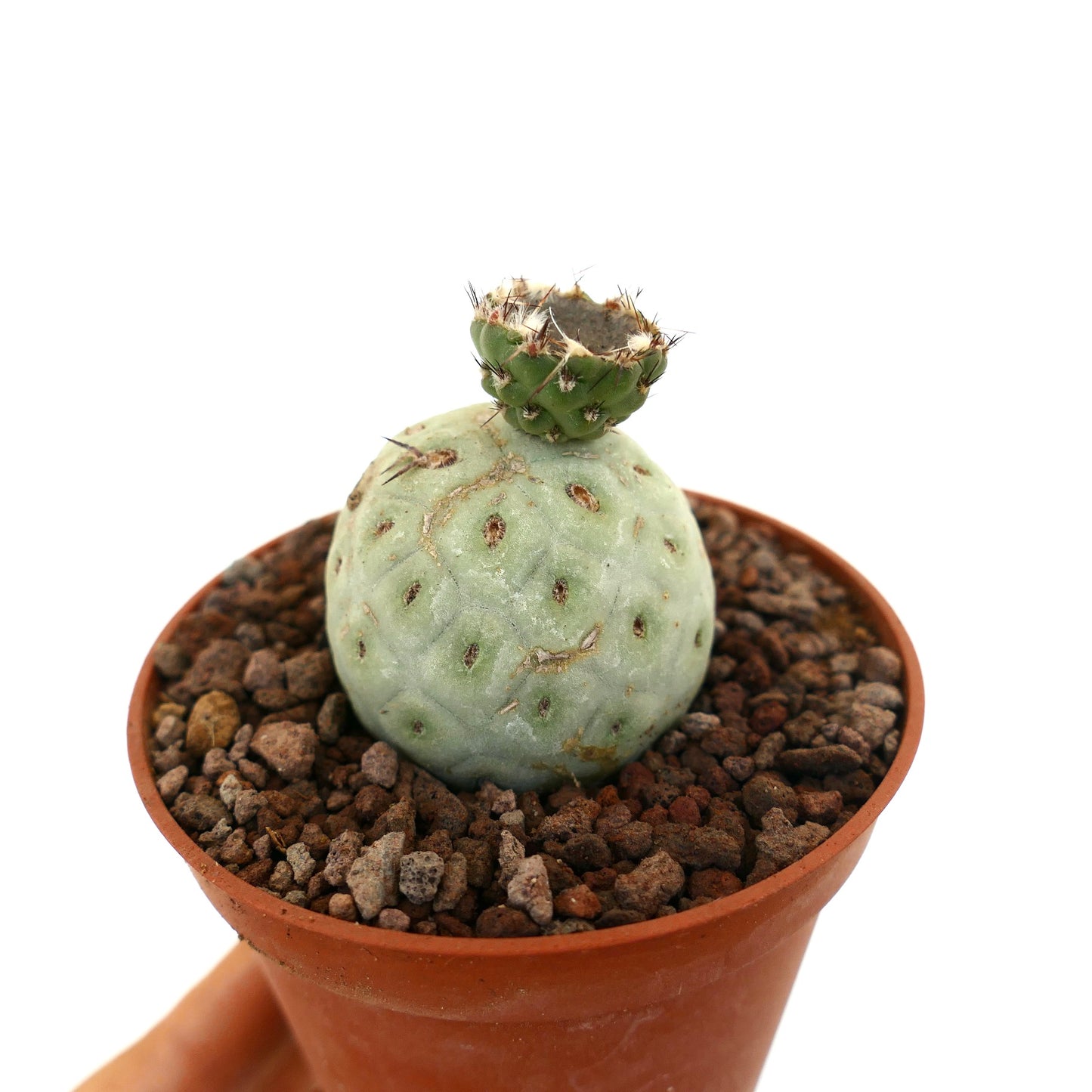 Tephrocactus geometricus rare cactus succulent avec segments arrondis et petites épines en pot